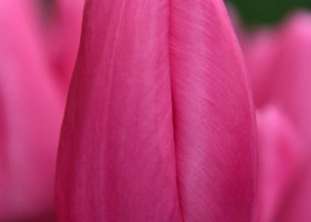 Tulipa Pink Twist ® (3)